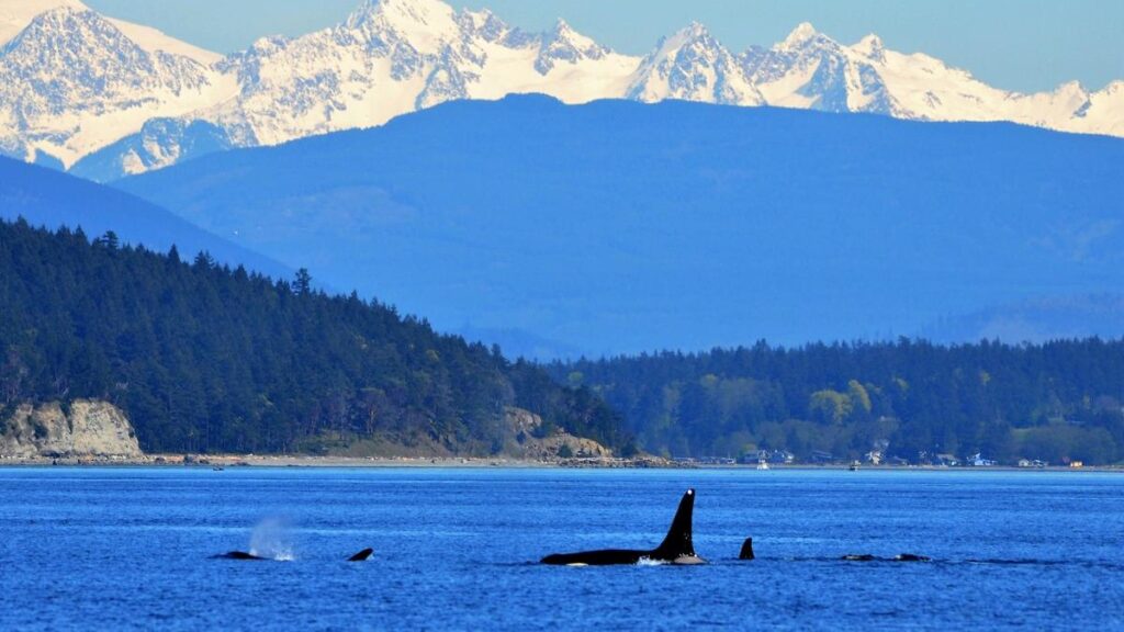 Orca spotted while whale watching in Puget Sound